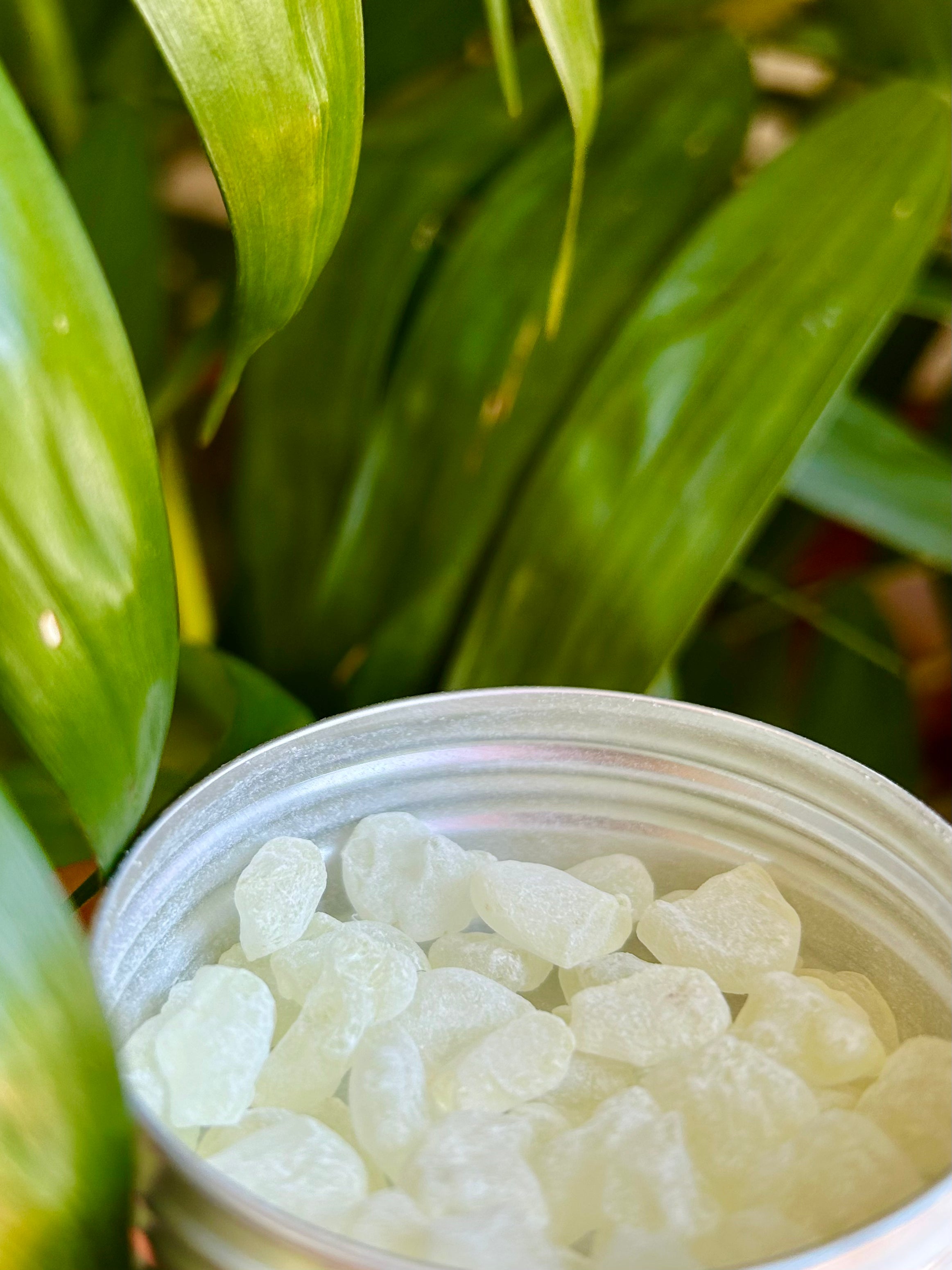 Premium Mastic Chewing Gum